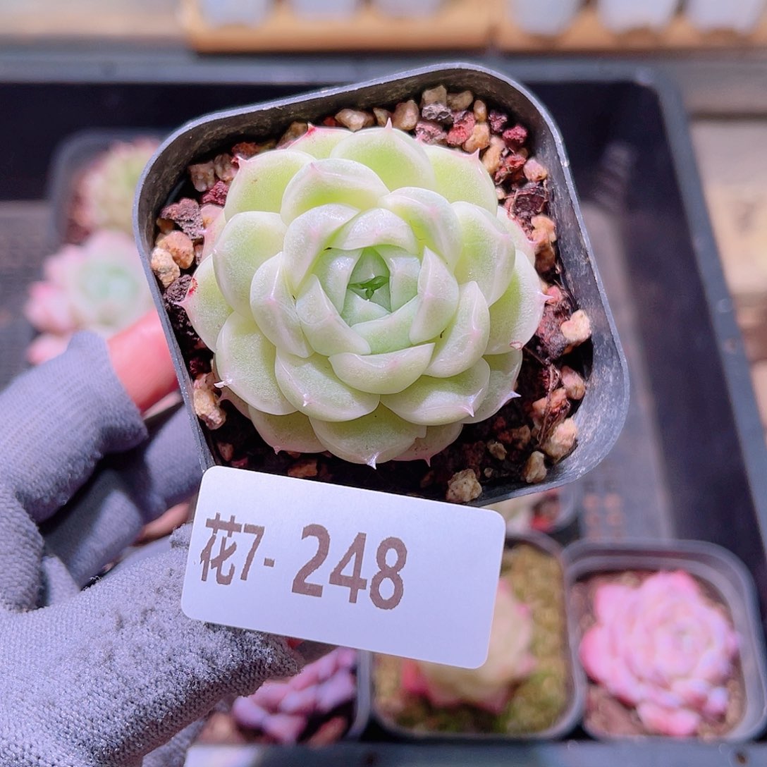 花07-248麦秆单头