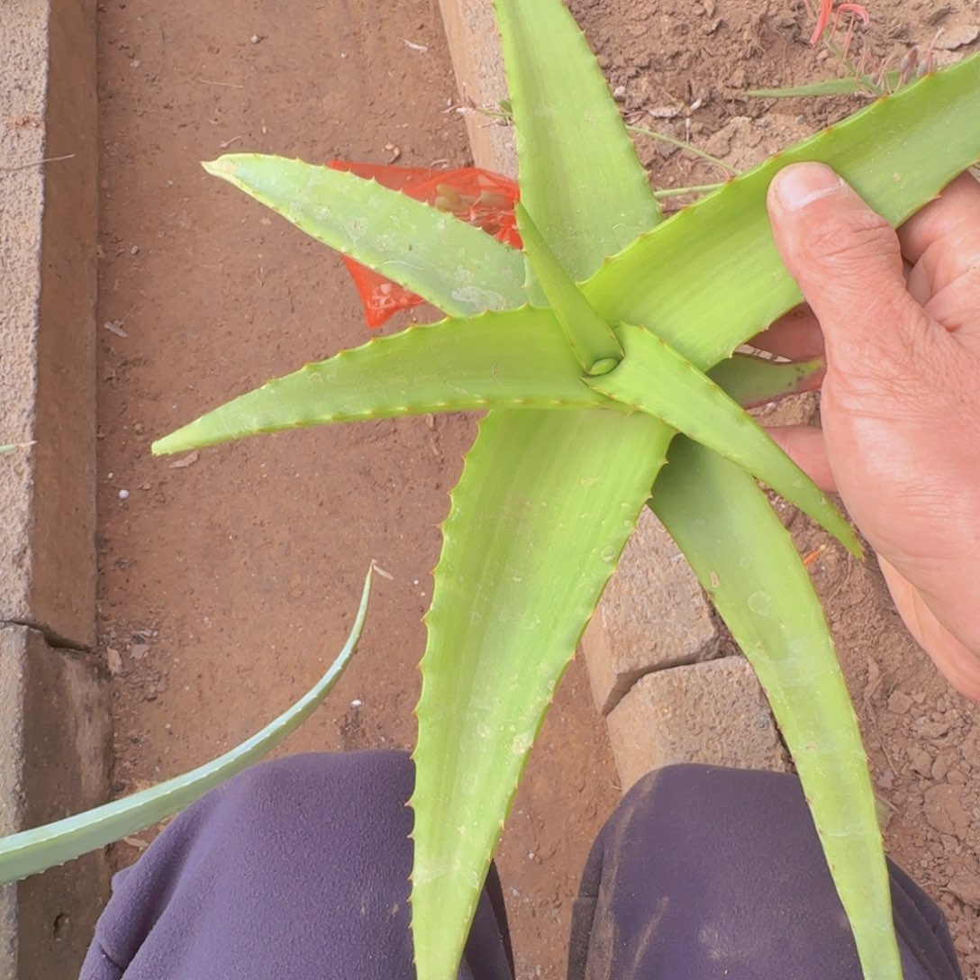 M***d块根植物块根植物