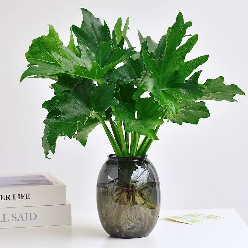 水养春羽1株苗大肚瓶桌面装饰高40-50CM常青净化空气