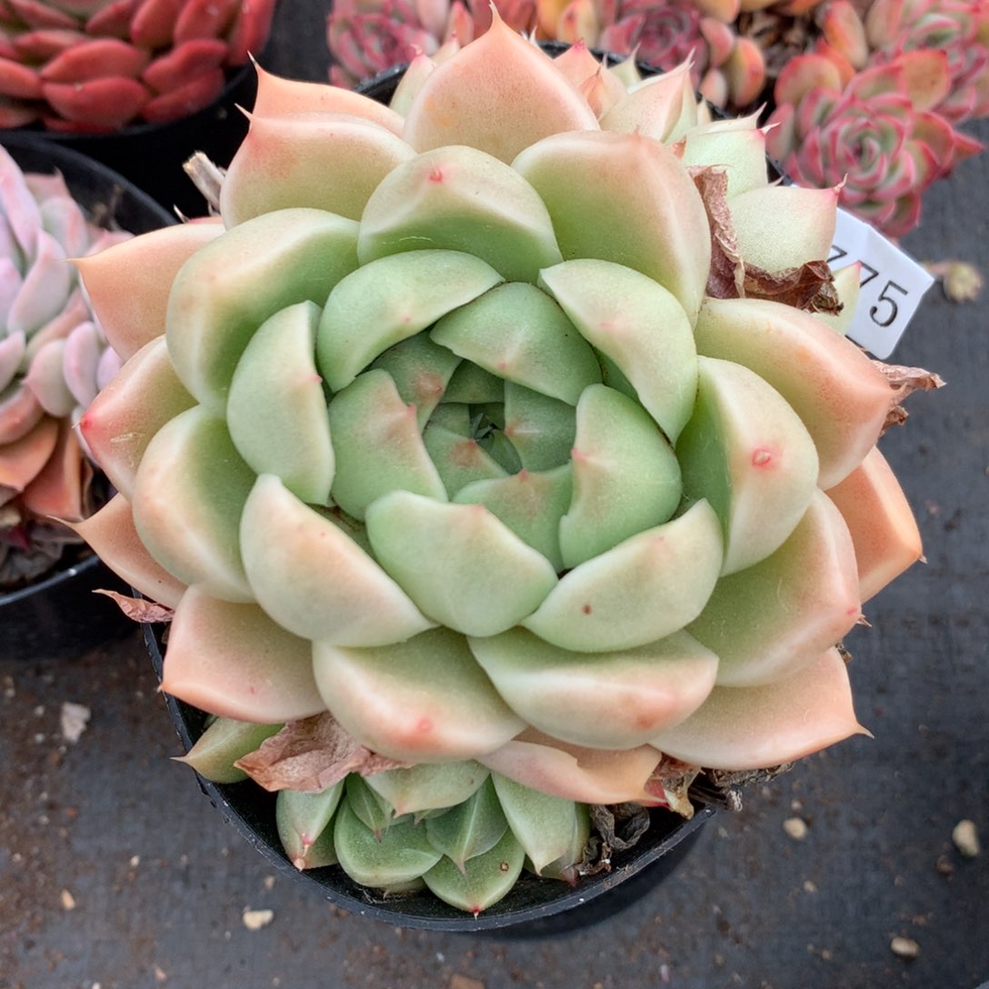 陆*子4775杂交精品基地12厘米