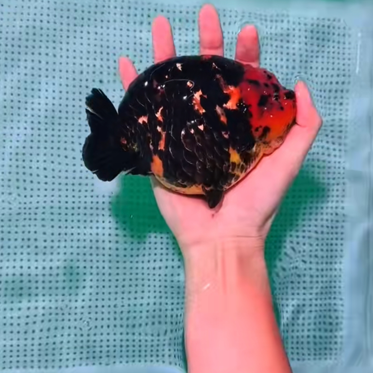 游泷兰寿金鱼观赏鱼，顺丰到付不支持拒收