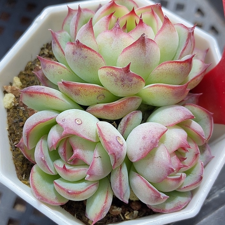 多肉植物勾魂仙子3066