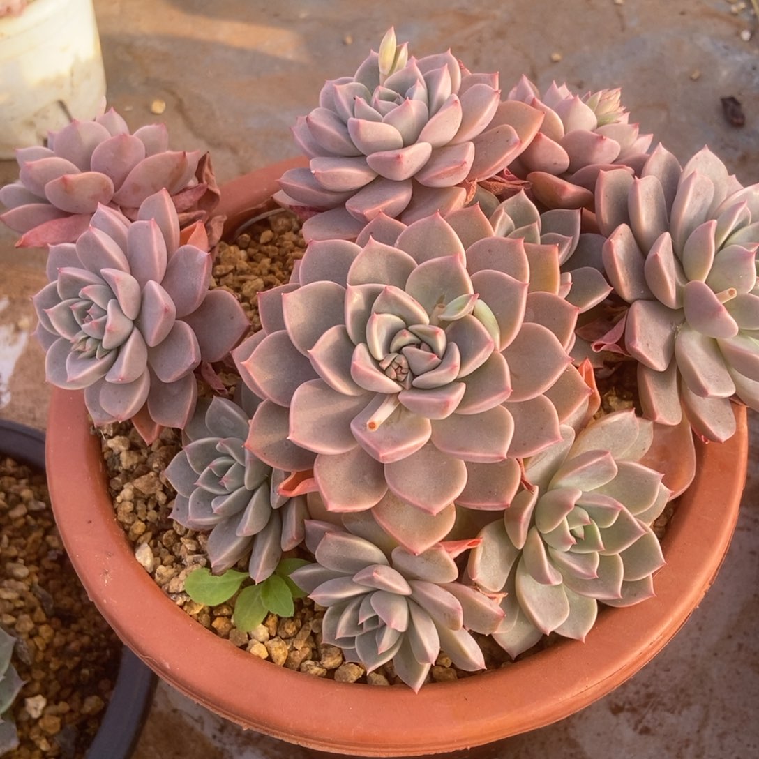 红粉佳人多肉多肉多肉多肉多肉