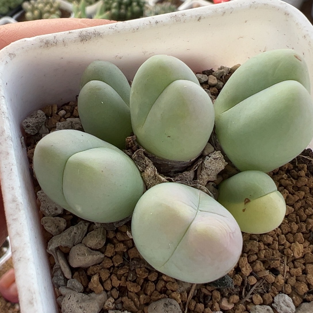 258多肉植物种类多样