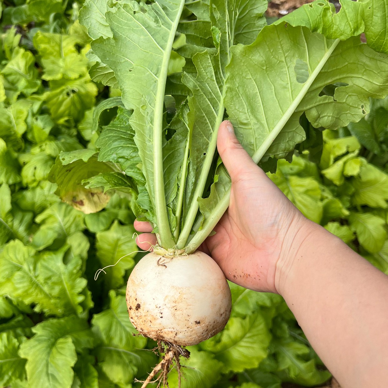 高山农家自种新鲜萝卜圆白萝卜