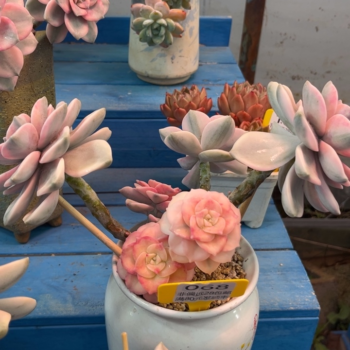 大068:（cvcbvbbbbnn