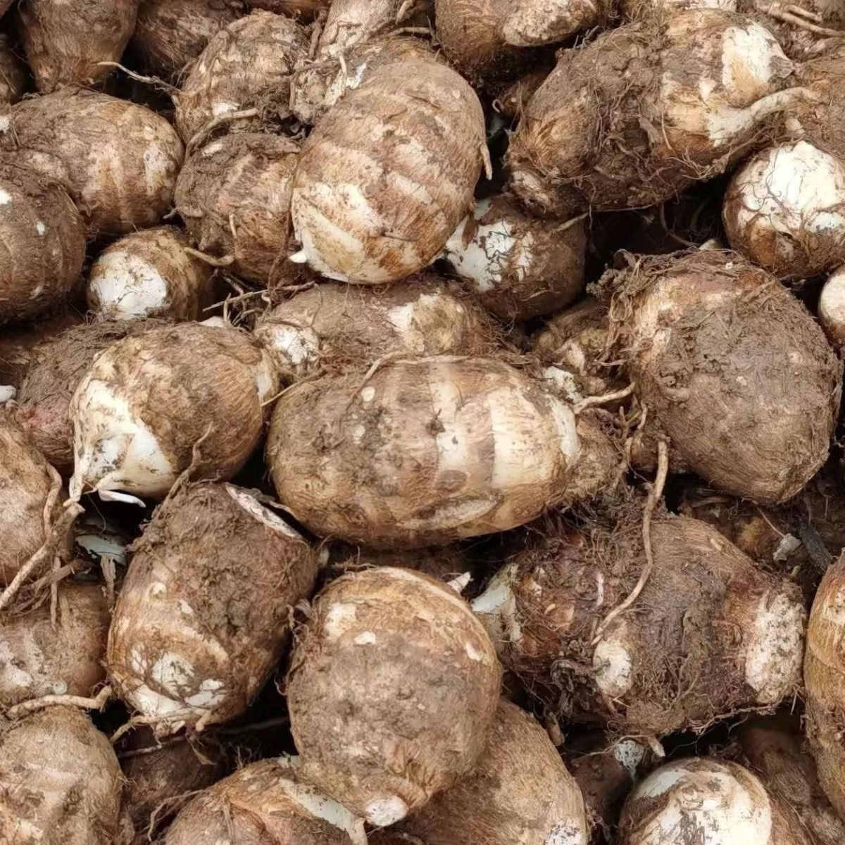 现挖新鲜牛奶小芋头粉糯香芋当季蔬菜农家自种
