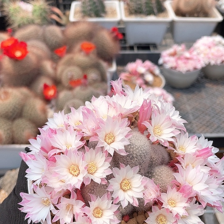 6020自根庆典，玲花园仙人球杂货