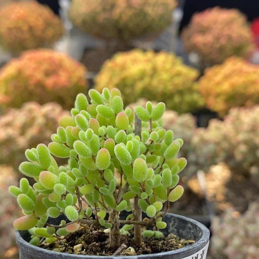 蜜橘糖球0193枝干番杏