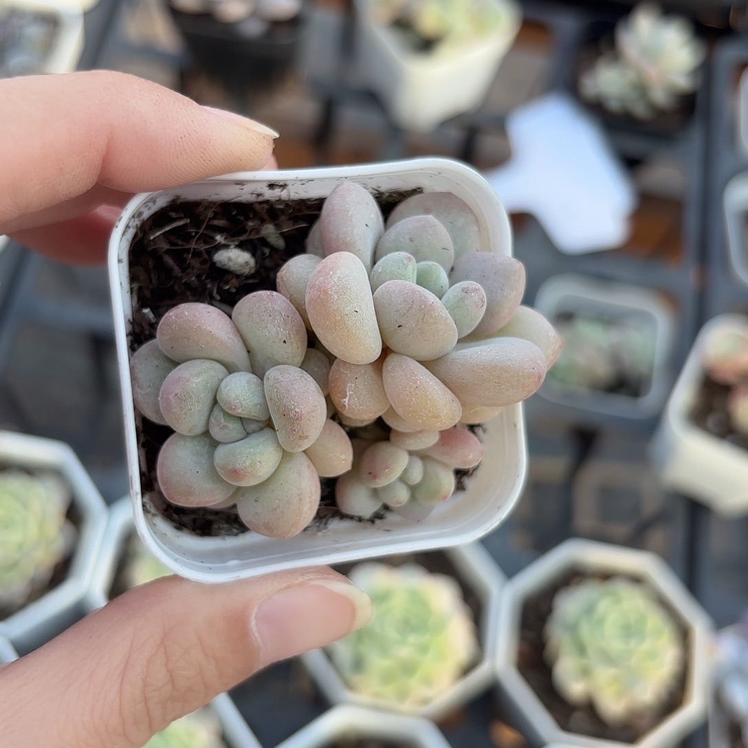 精品泡泡糖多肉植物