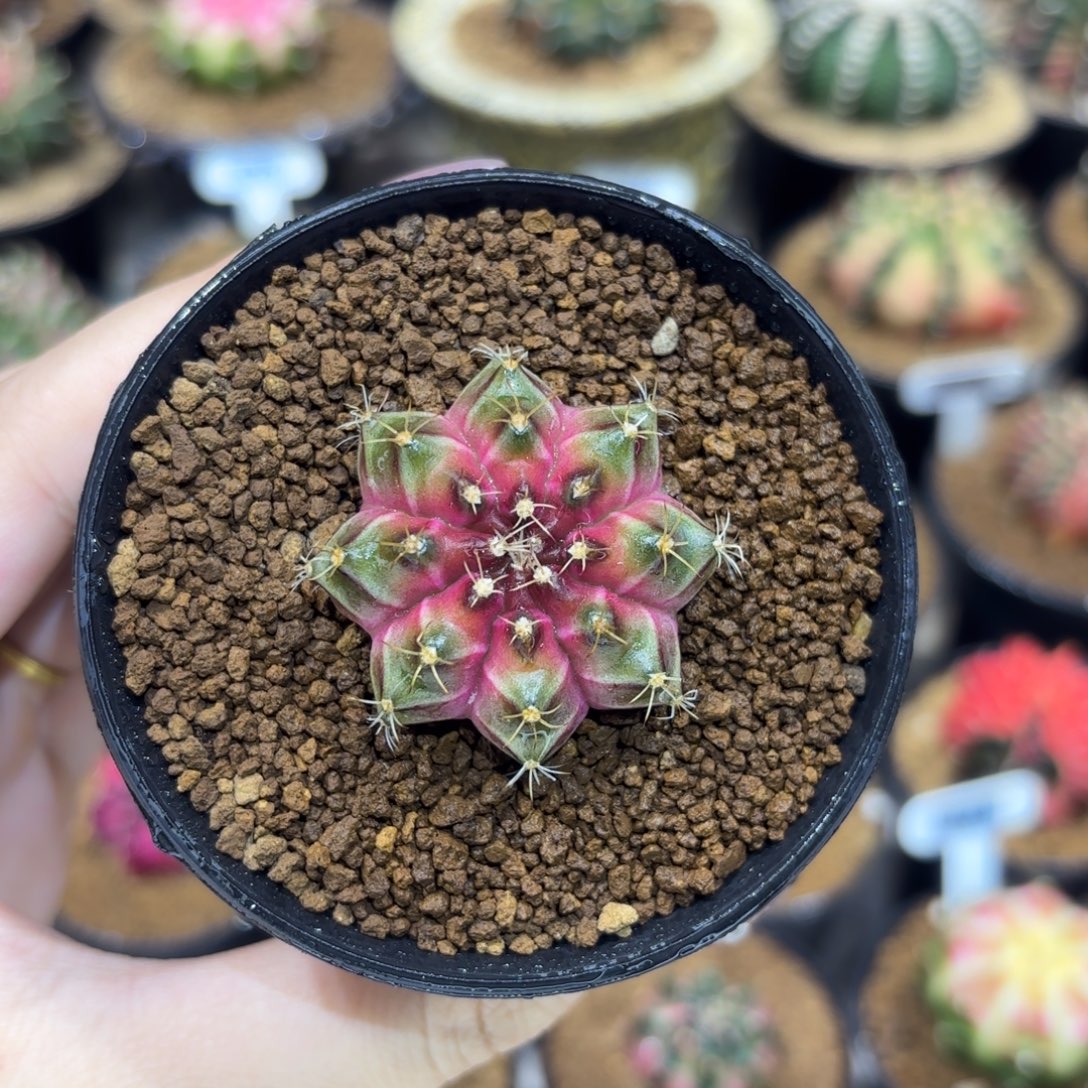 3.7cm泰系实生小轮回