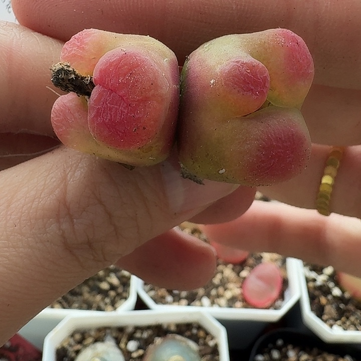 老马生石花蟠桃1907