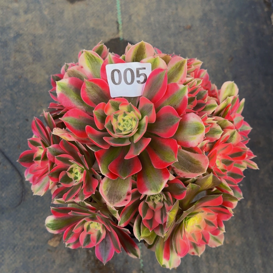 粉女巫0055555555554