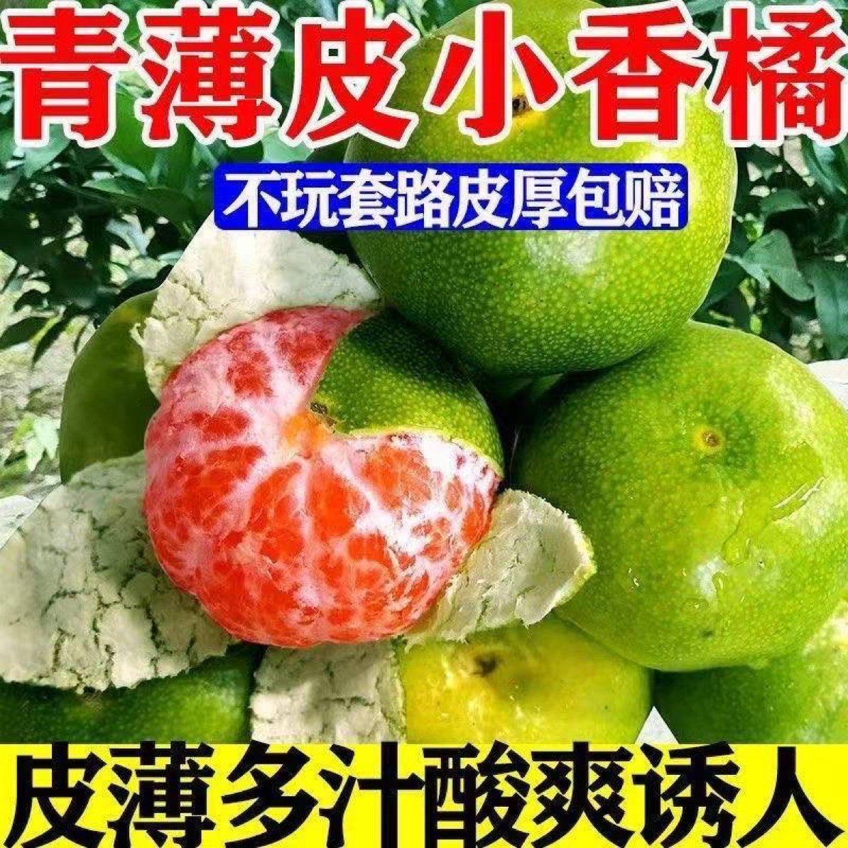 本地青皮蜜桔现摘新鲜当季水果无籽薄皮酸甜多汁适合孕妇