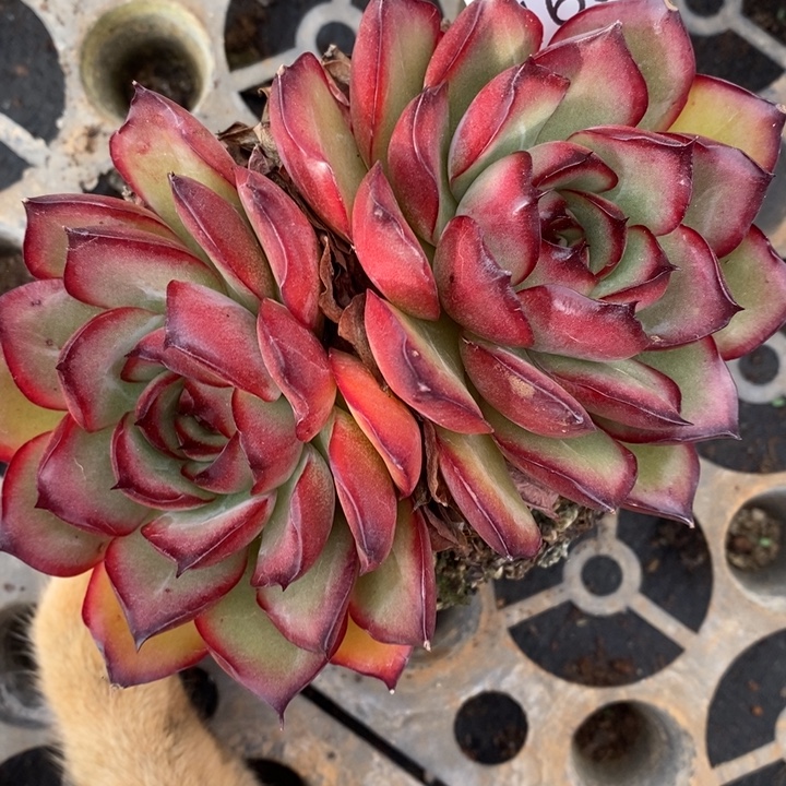 1667开播福利～11厘米