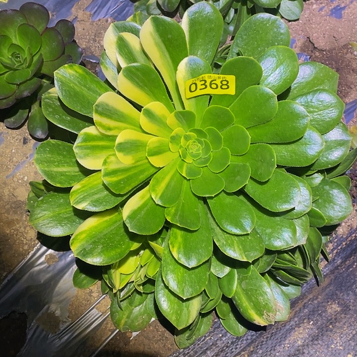 0368五彩琉璃多肉植物