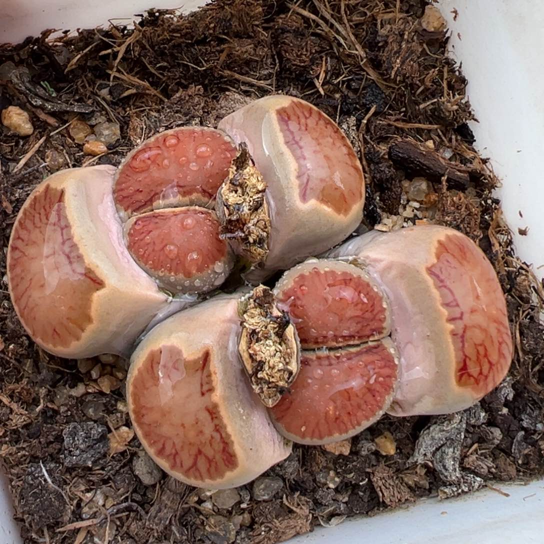 2.15好看的多肉646