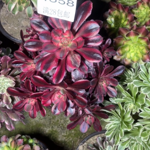 香多肉多肉多肉4358