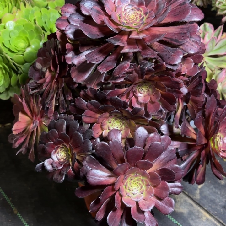 瑞妈一物一拍  069