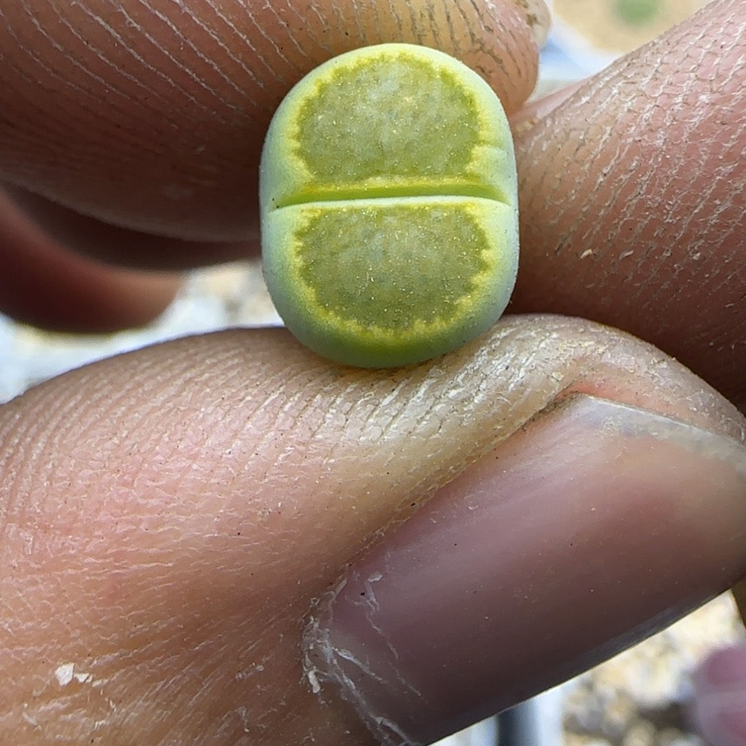 663 生石花大棚直播