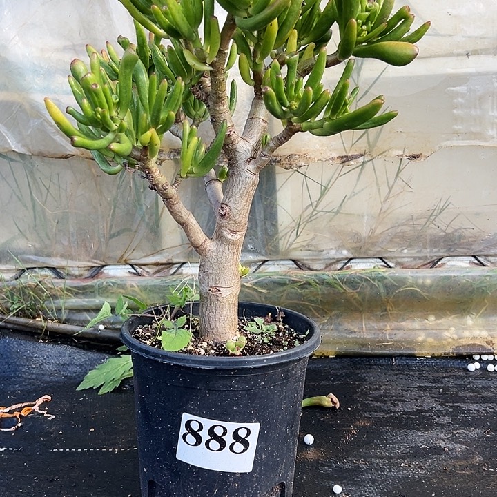 888号吸财树不带盆一物一拍