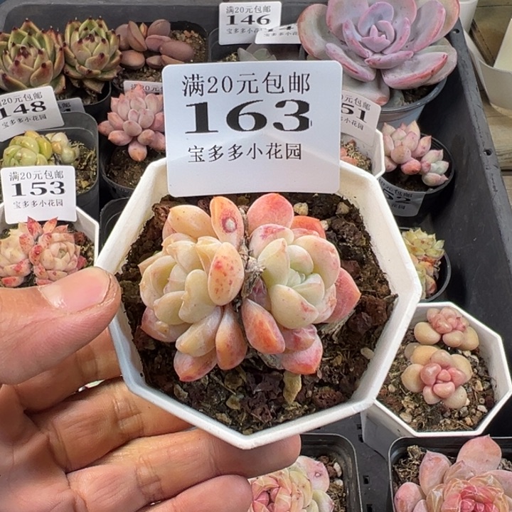 厚梦多肉一物一拍满20包邮