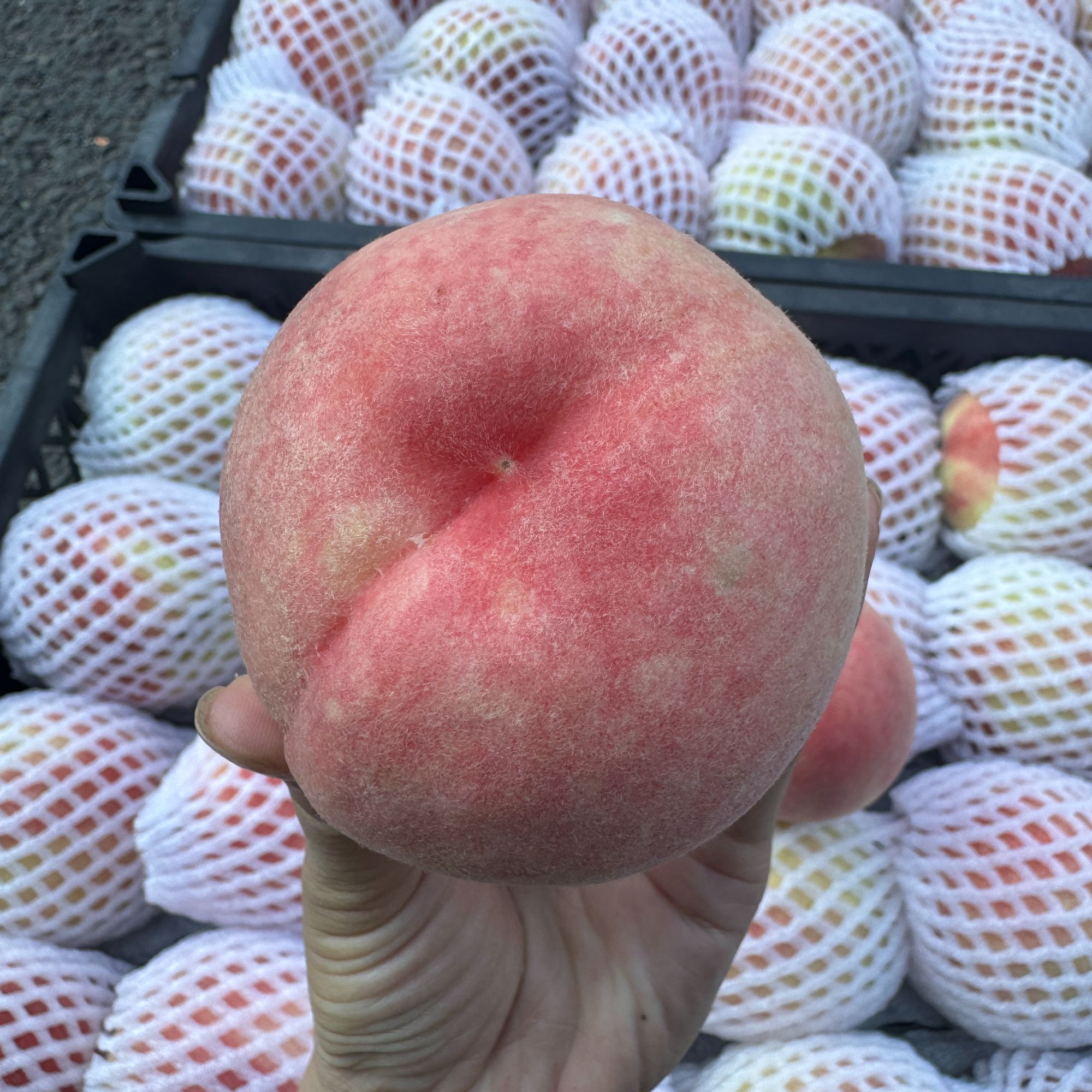 龙泉驿水蜜桃晚湖景水蜜桃桃香味浓郁纯甜爆汁看老少皆宜四川省