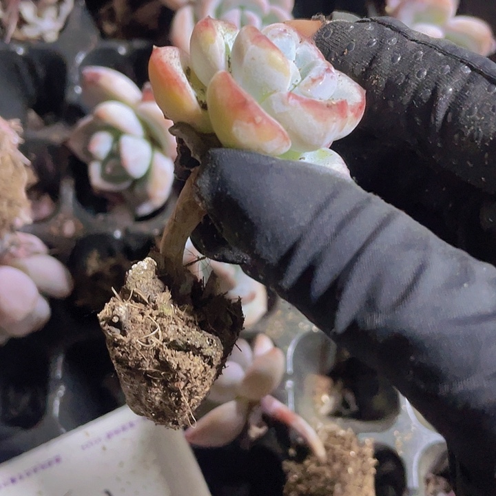 43精品漫漫雪2颗一组