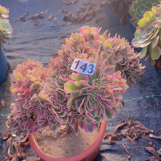*****多肉植物一个女巫追