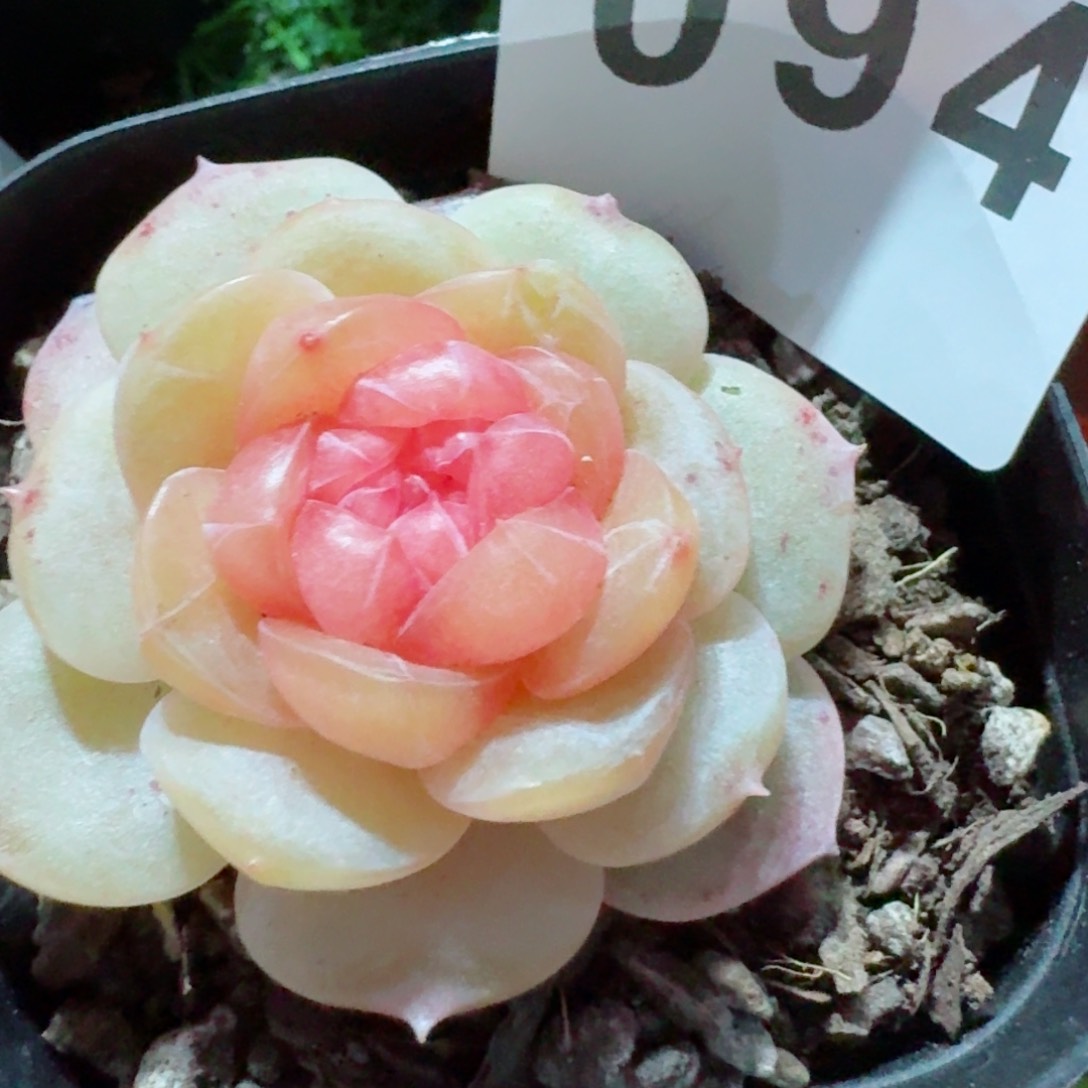 追忆珍妮         精品多肉