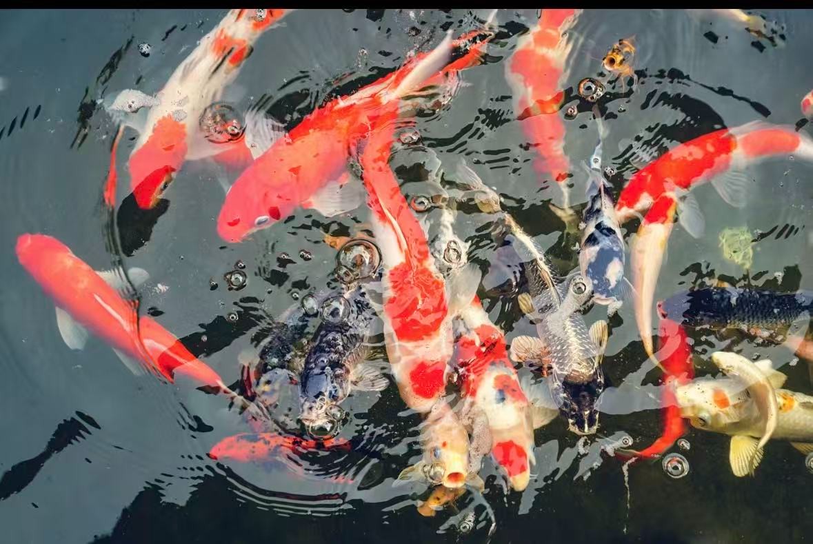 【七条装】10-15cm锦鲤混搭好养耐活渔场直发随机搭配混搭发货