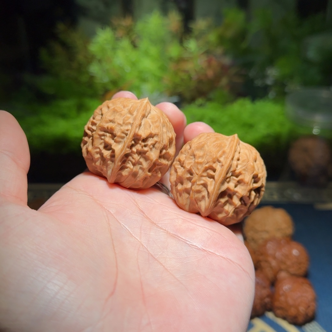 522号40黄松峪元宝文玩核桃