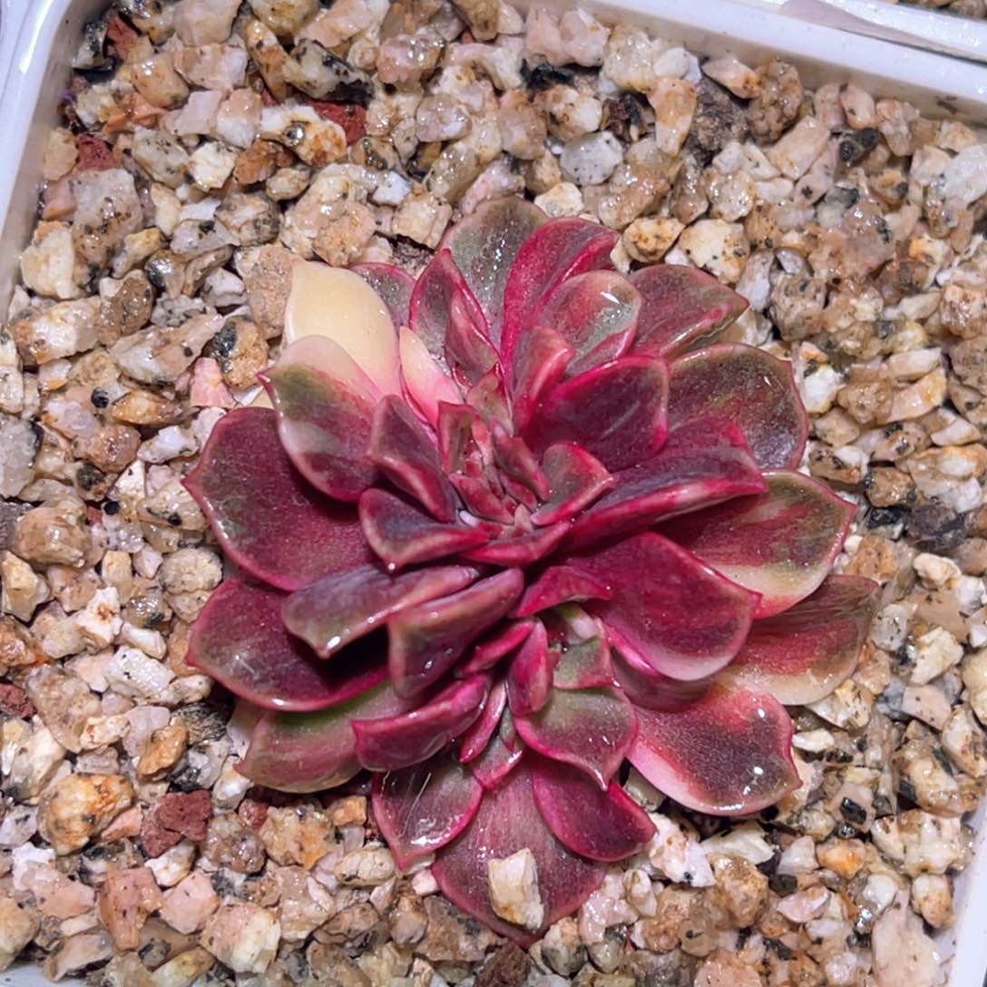 多肉特价大红袍锦缀化