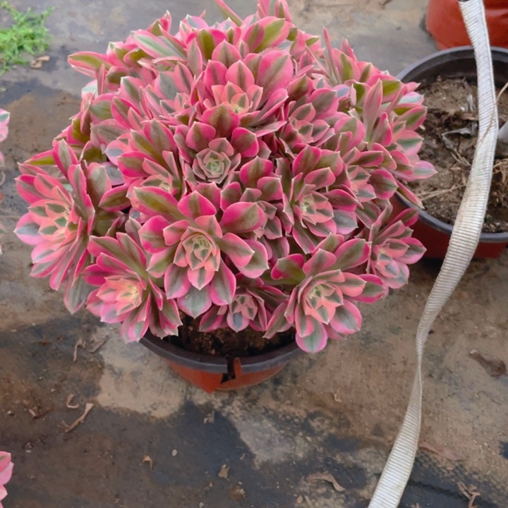 620分女法师多肉断枝不售后