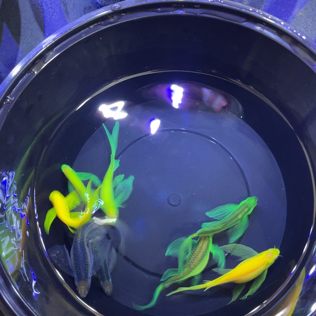 似***华斑马鱼路上包损到家、入缸不赔、不退换