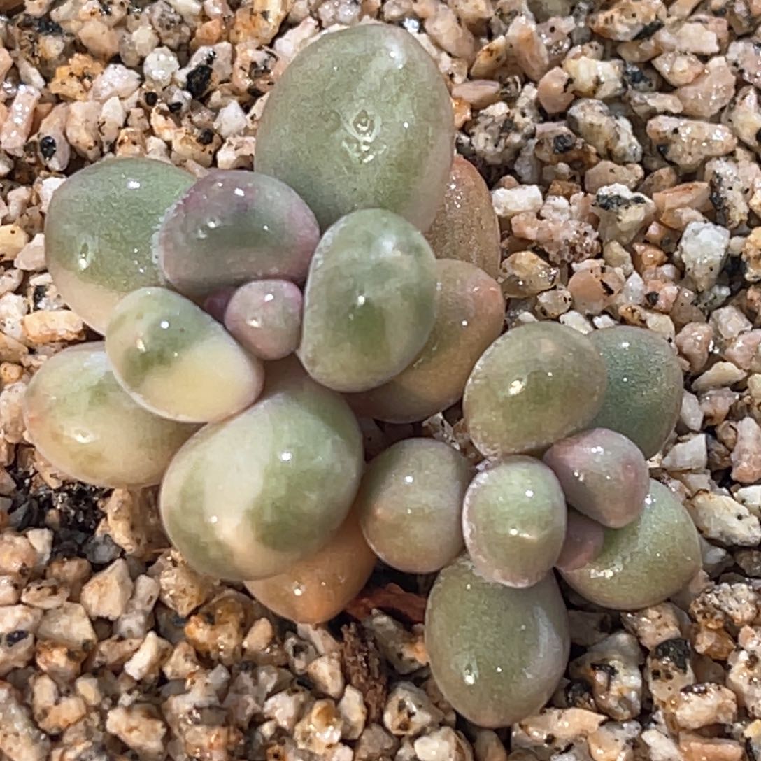 多肉特价优选奶酪锦