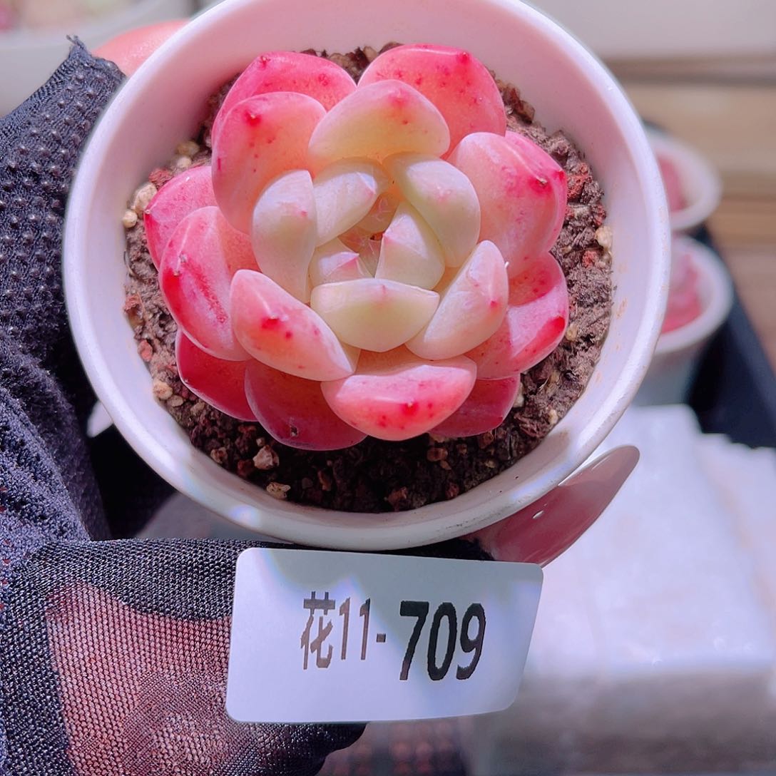 花利美11-709刚毅