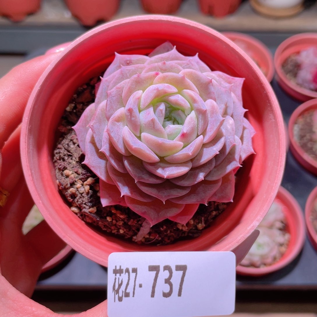 花利美27-737纯爱