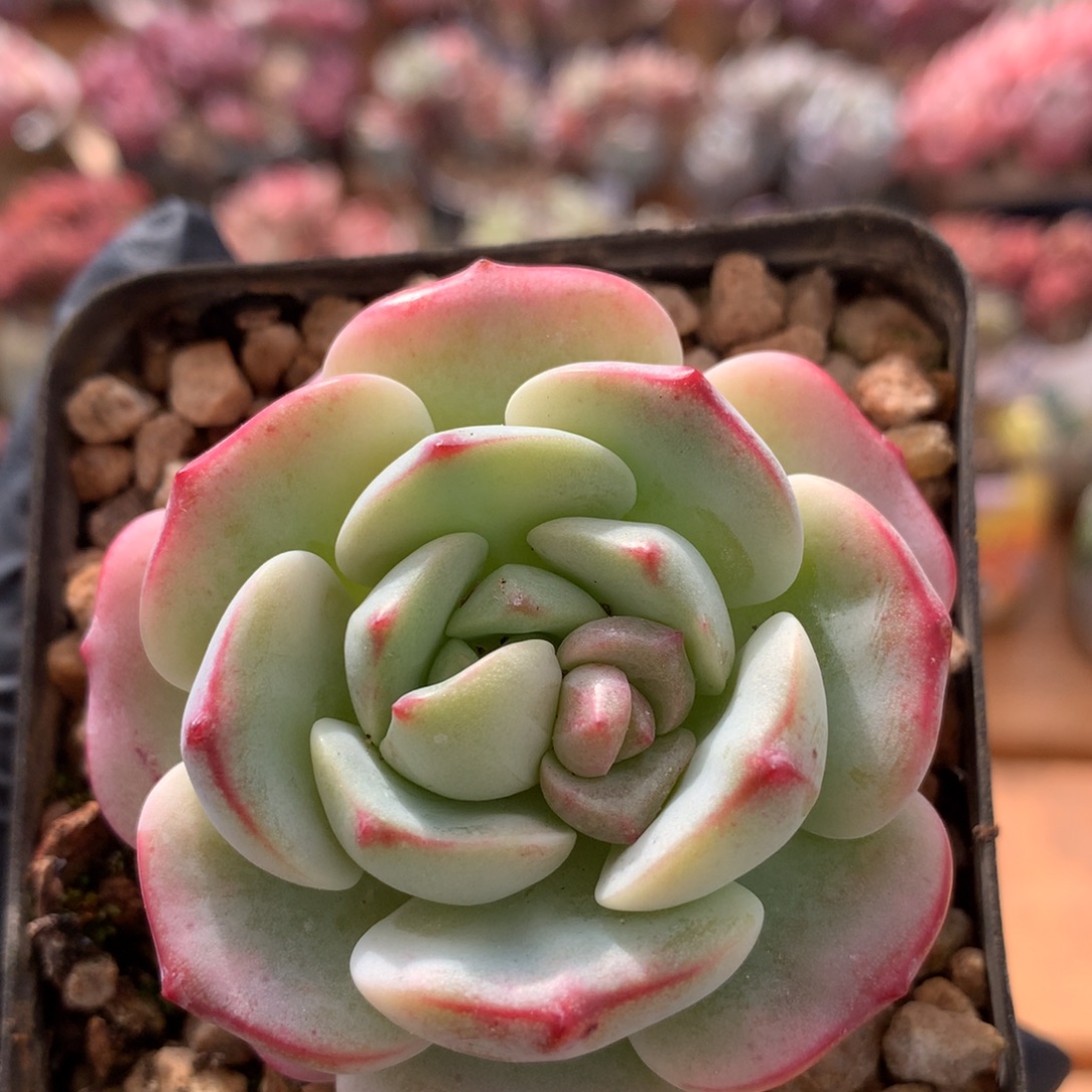 香草38包邮非偏远 003