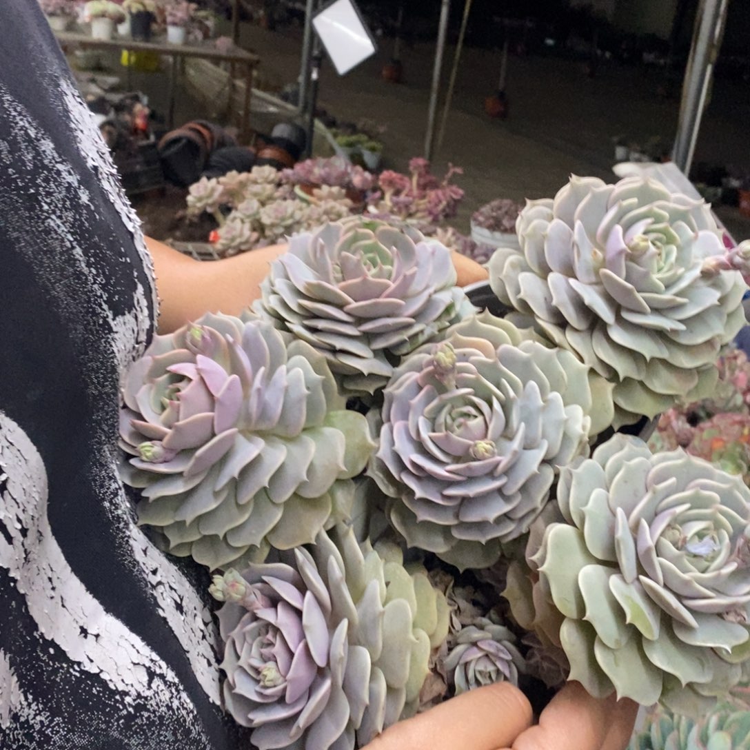 露娜莲大双头老桩三盆