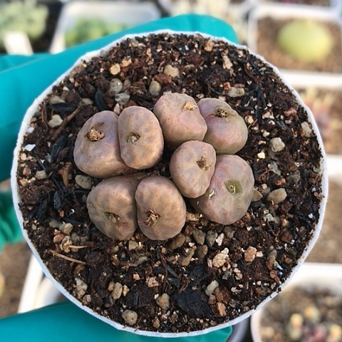 多肉肉锥 8头烧卖