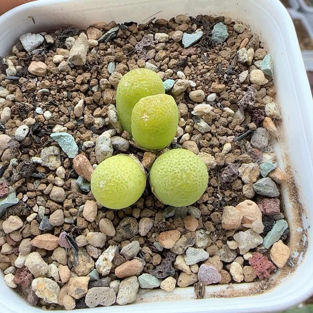 烟玉米。       37229