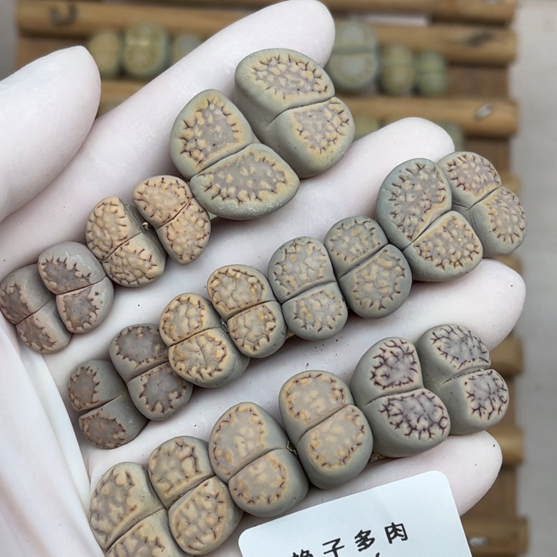 2016号一首特价母本饼干