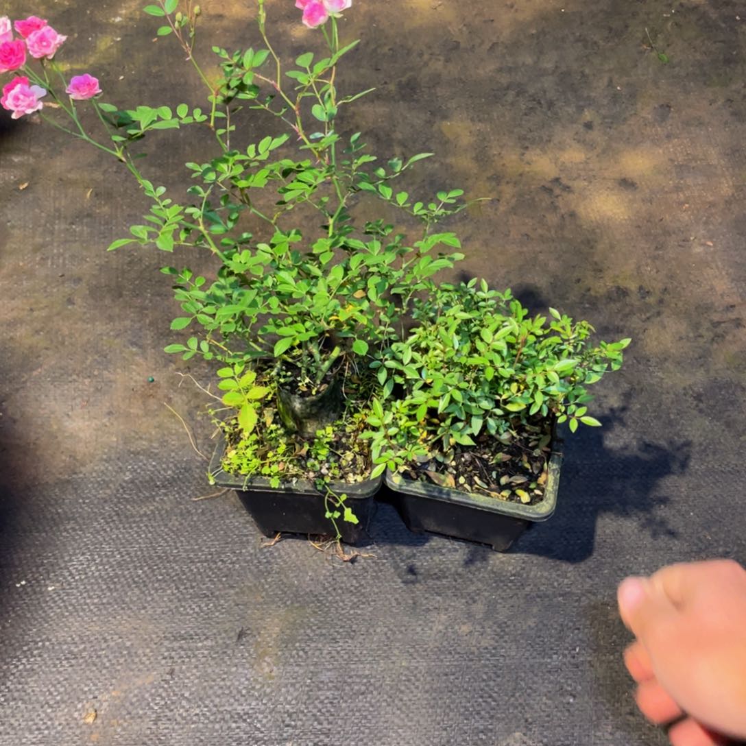 无花朵火姬➕须惠姬福利苗