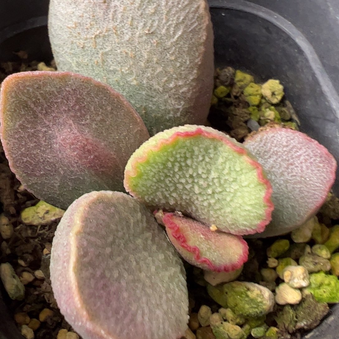 塞尚水泡多肉植物水泡