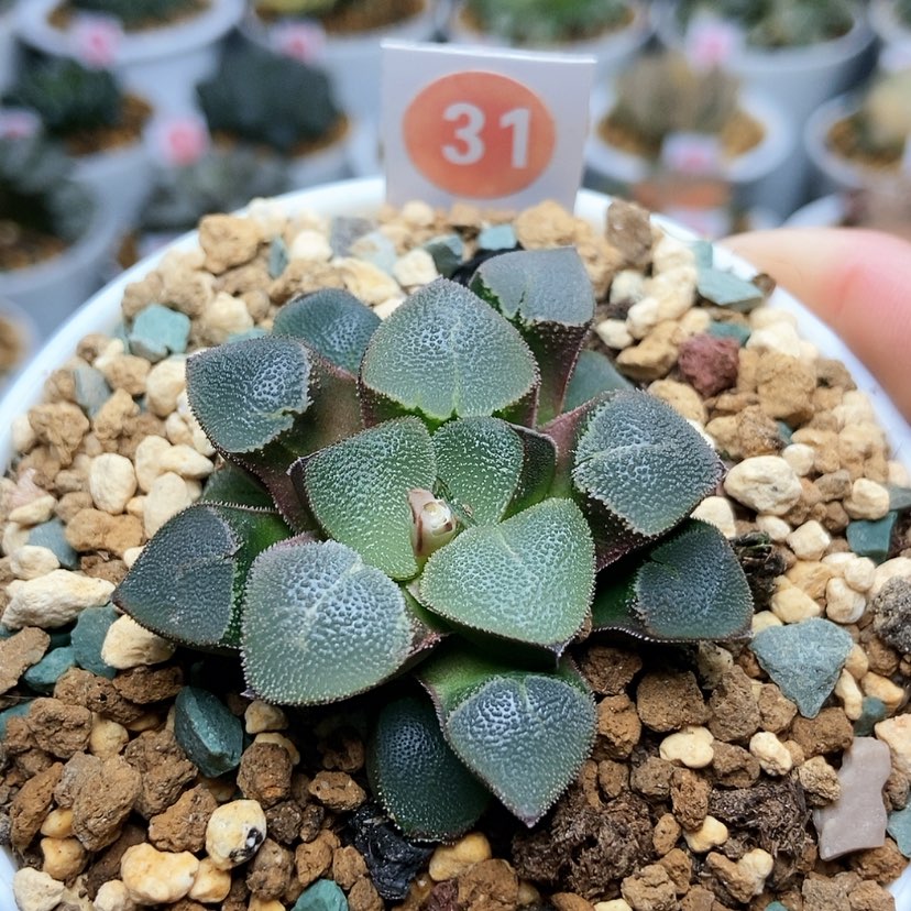 【闪购商品】31翠贝