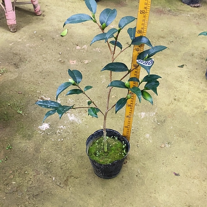 孔雀精灵或玉浦。880。 