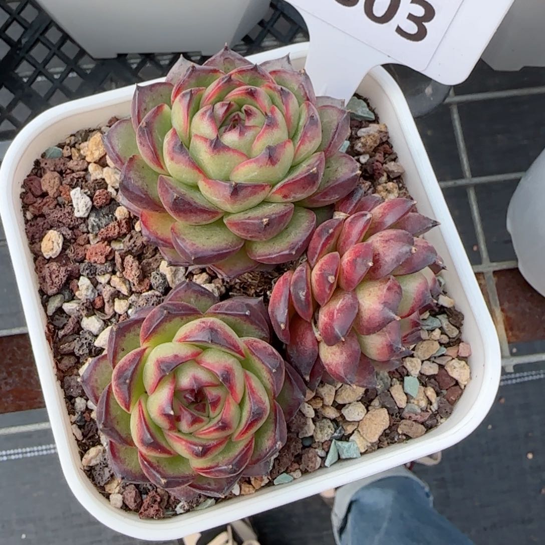 妞*熊多肉植物1803……………