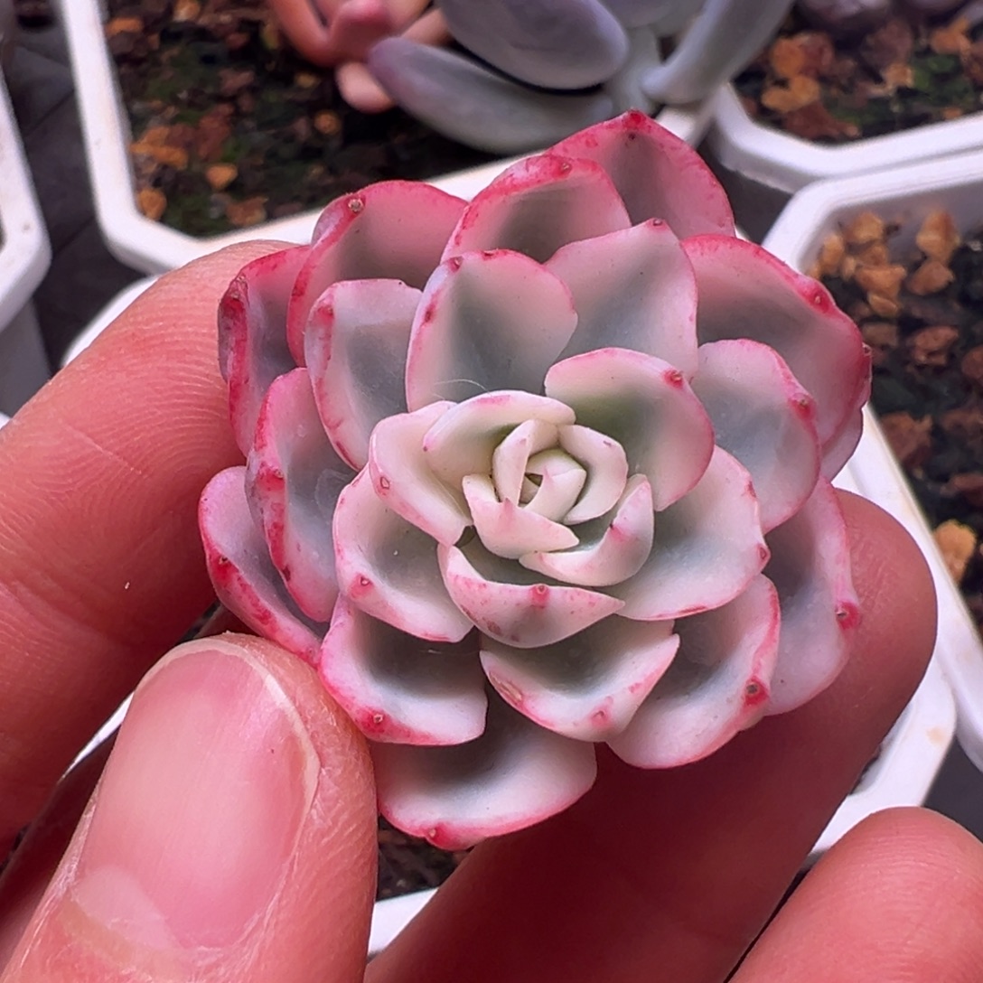 奶油黄桃锦，宽覆轮锦已生根