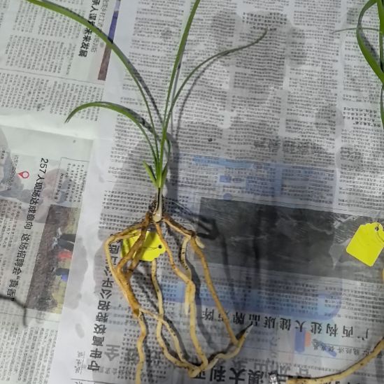 完全开放金碧辉煌龙头苗